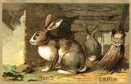 Carte publicitaire illustrée des chocolats Favarger : Lapin | 